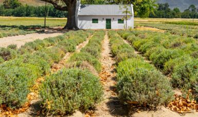 Vineyards in South Africa: Which Ones Should I Visit?